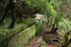 05 Lorbeerwald und Levada de Roy
